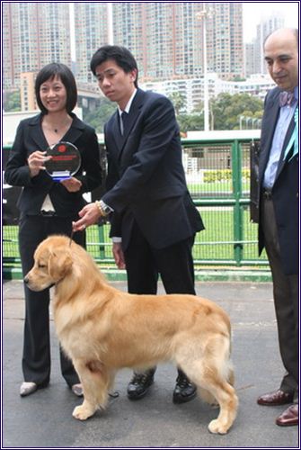 巨星犬舍 群星璀璨 金毛寻回犬交流区 北斗雄獅獲頒香港狗會06top Gun Of The Year